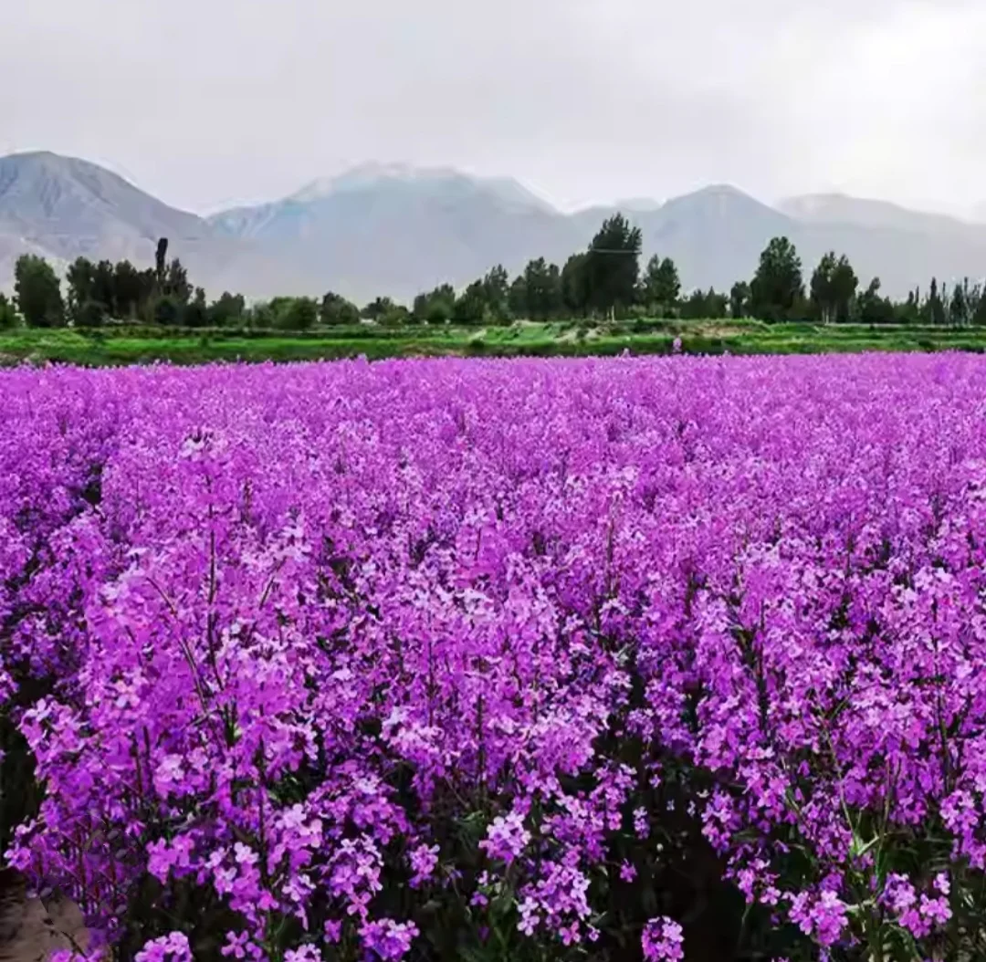 500 Seeds Dame's Rocket Seeds - Violet -Perennial - Free Shipping