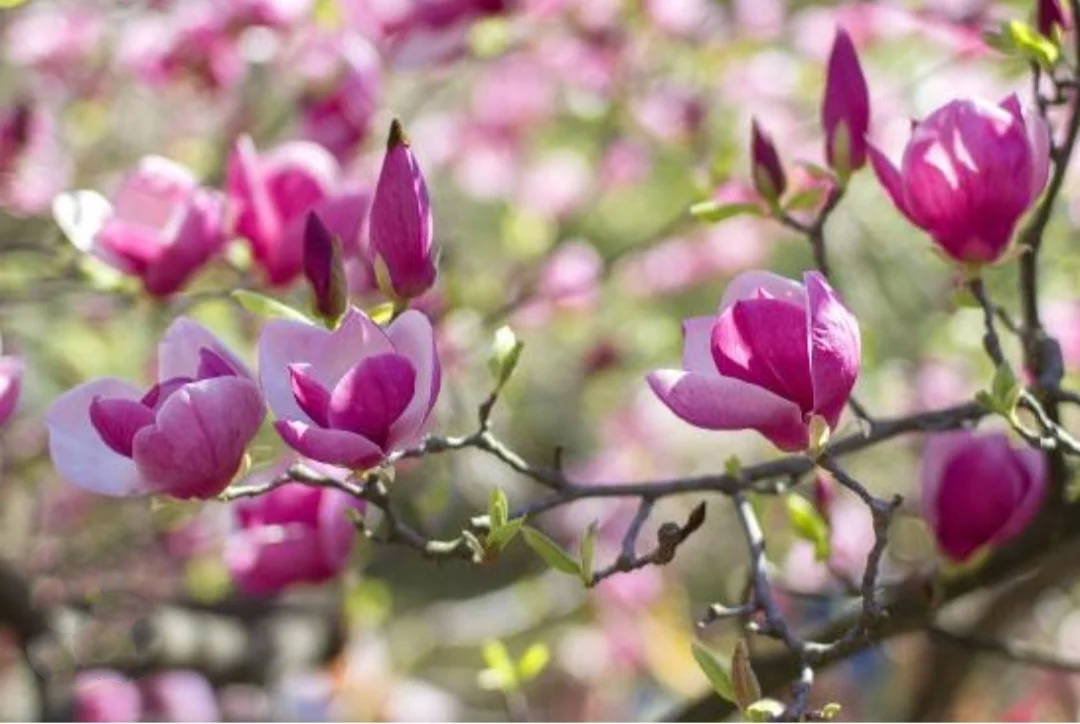 20 Magnolia Tree Seeds Saucer Mix Pink/White Flowers Chinese Magnolia