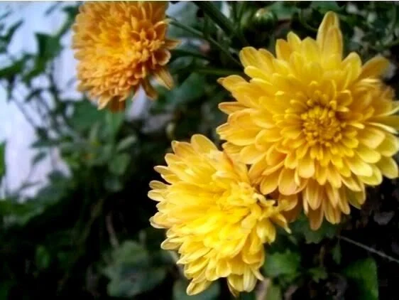 500 YELLOW CHRYSANTHEMUM Morifolium Flower Seeds *Comb S/H