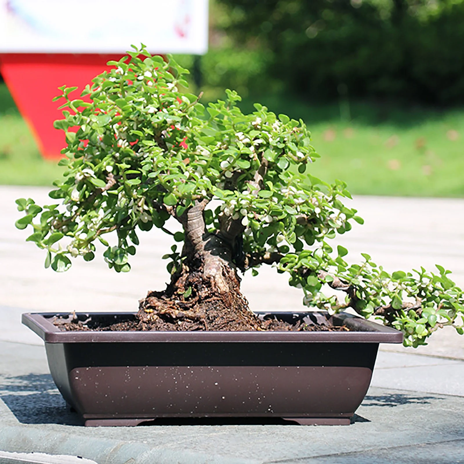 Rectangular Imitation Purple Sand Flower Pot Home Garden Small Potted Flower Pots Flower Stand Tall Heart Shaped And Pans Potted Live in Dark Outdoor Flower Large 20 Inches Or Bigger