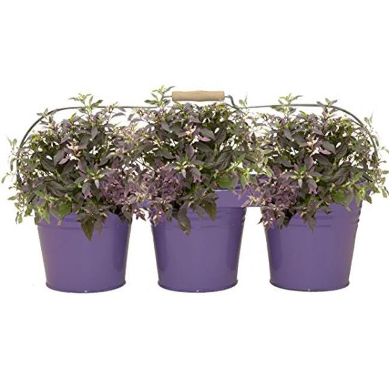 Enameled Galvanized Triple Planter with Wood Handle for 6.5 in. Pots, Violet