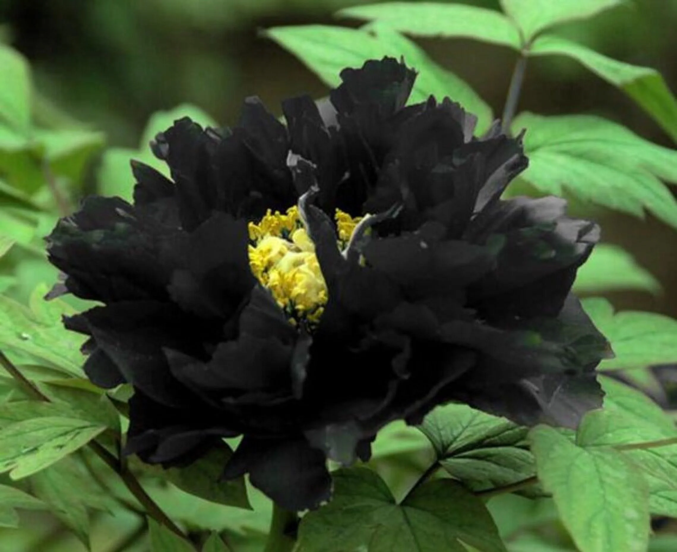 Peony Bulbs, Peony Bulbs, Perennials, Ornamental,Potted Plant,DecorationPeony Plant,   Beauty,Four Seasons,Peony Bulbs For Sale