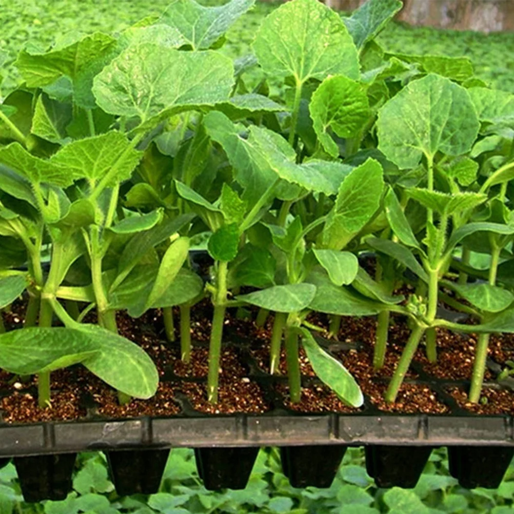 Guichaokj 10Pcs 200 Cell Starter Trays Vegetable Planting Insert Plug Trays