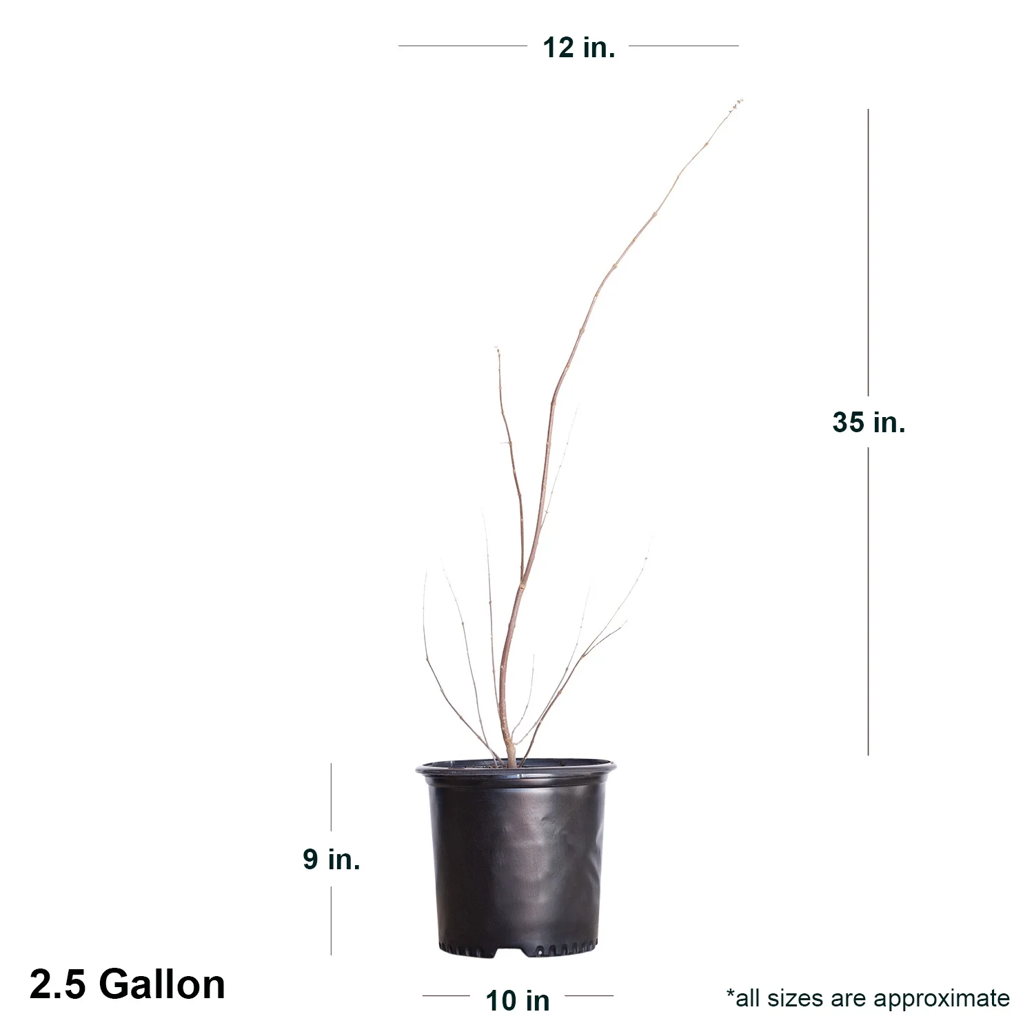 Shoal Creek Vitex (2.5 Gallon) Chaste Tree with Fragrant Lilac-Purple Flower Clusters - Texas