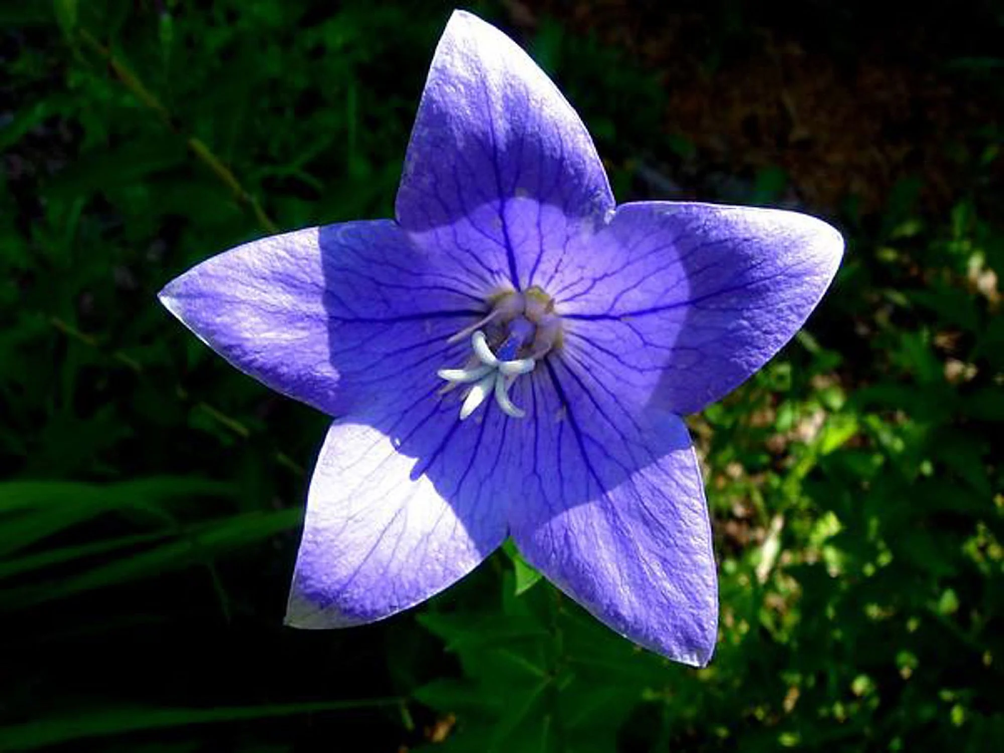 Bell Tussock Seeds. 100 Seeds. Perenial. Popular Low Growing. Tussock Bellflower Seed