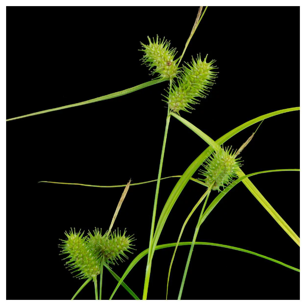 Everwilde Farms - 400 Sallow Sedge Native Grass Seeds - Gold Vault Jumbo Bulk Seed Packet