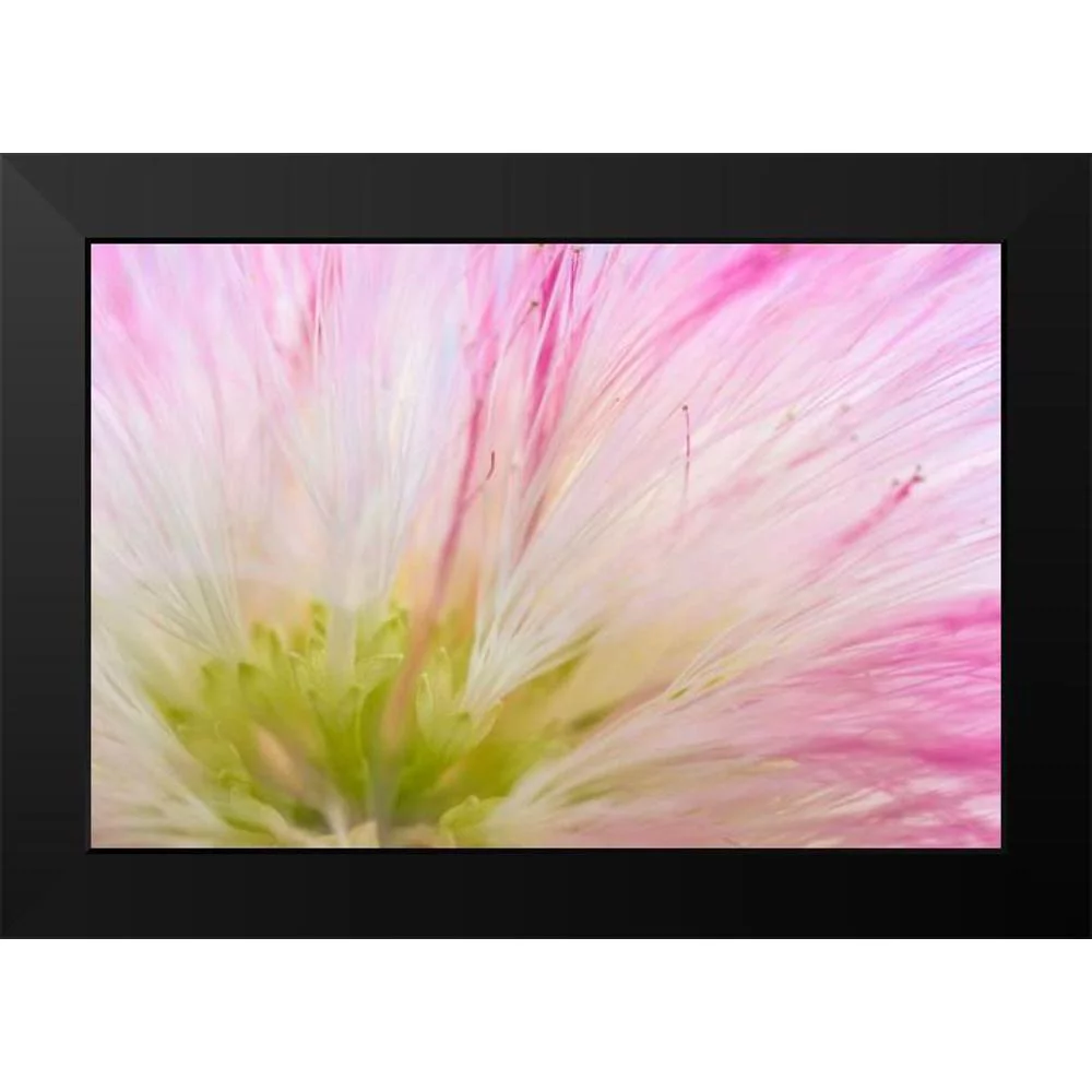 Mahan, Kathy 14x11 Black Modern Framed Museum Art Print Titled - Mimosa Tree Blossom IV