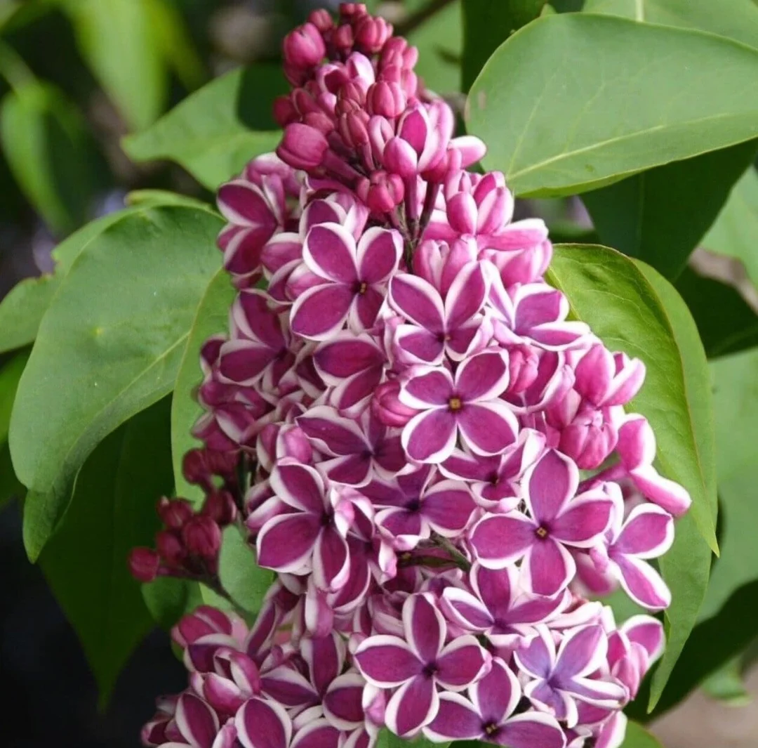 50 Mixed Lilac Seeds Extremely Fragrant Japanese Tree Lilac Shrub Syringa Vulgaris