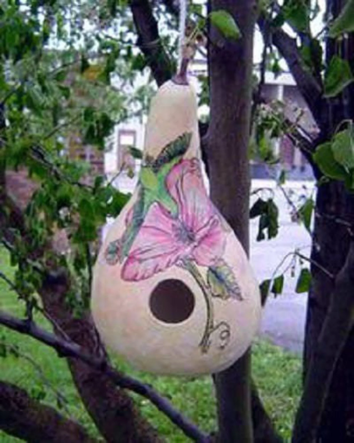 20 Seeds BIRDHOUSE GOURD (Hard Shelled Gourd / Calabash) Lagenaria Siceraria Vine Seeds