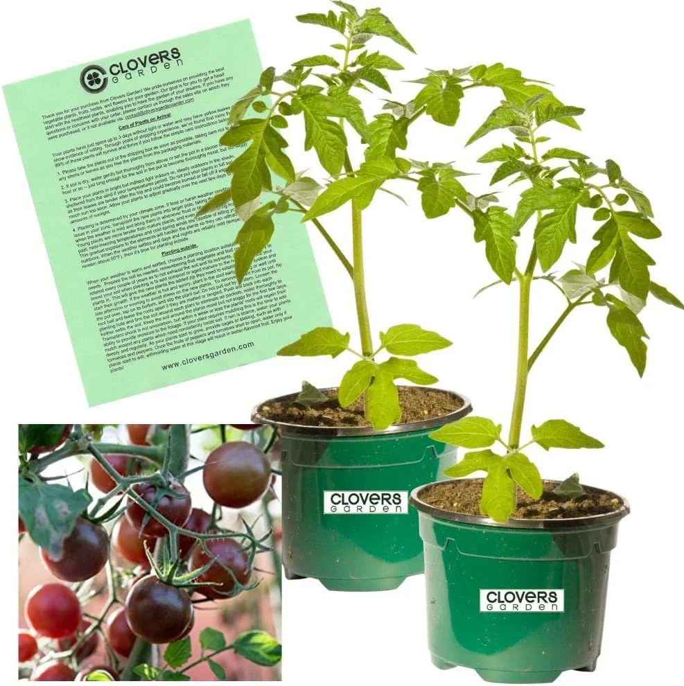 Clovers Garden Black Prince Tomato Plants – Two (2) Live Plants – Non-GMO - Not Seeds - Each 4