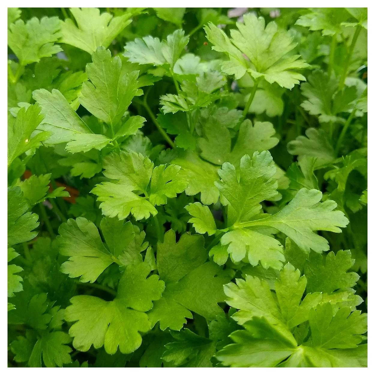 Everwilde Farms - 1000 Italian Giant Parsley Seeds - Gold Vault Jumbo Bulk Seed Packet