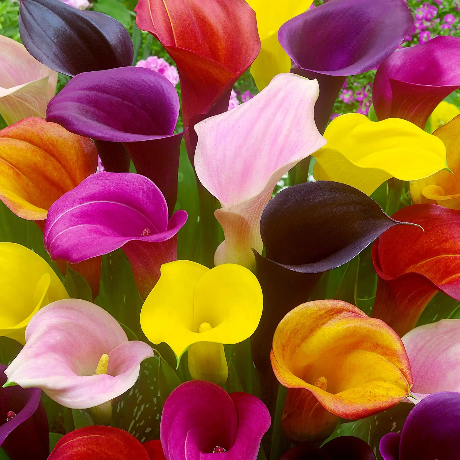 Calla Lily Bulbs,Calla Lily Plants,Calla Lilies Bulbs For Planting,Calla Lily Plants Live In Pot,Professional Planting,Calla Lily Bulbs For Sale.