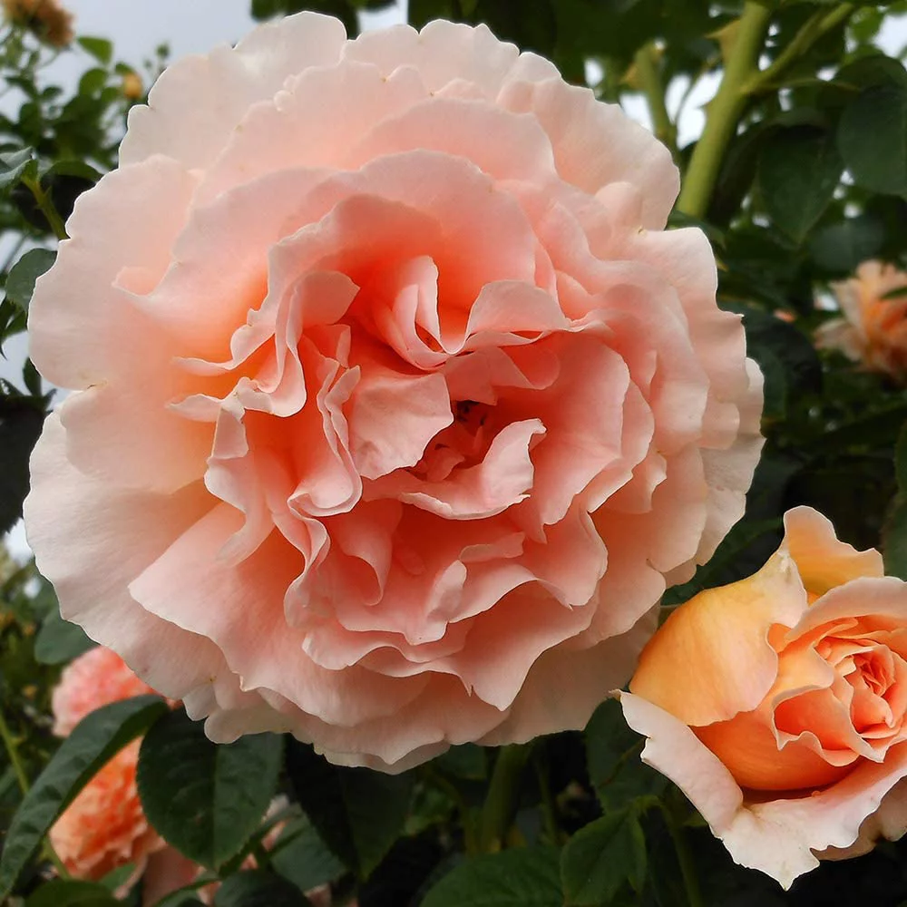 Rose Plant - Polka® Apricot Colored Rose Bush, Climbing Roses Live Plant for Planting Outdoors