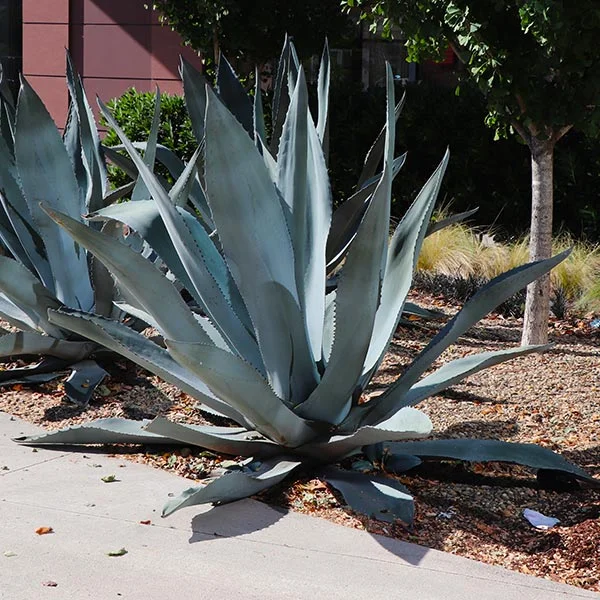 Brighter Blooms - Blue American Agave Plant, 3 gal. - No Shipping To AZ