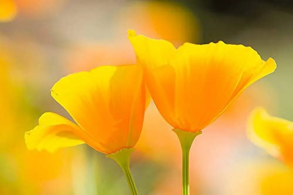 California Poppy Flower Seeds, 2000 Heirloom Flower Seeds Per Packet, Non GMO Seeds