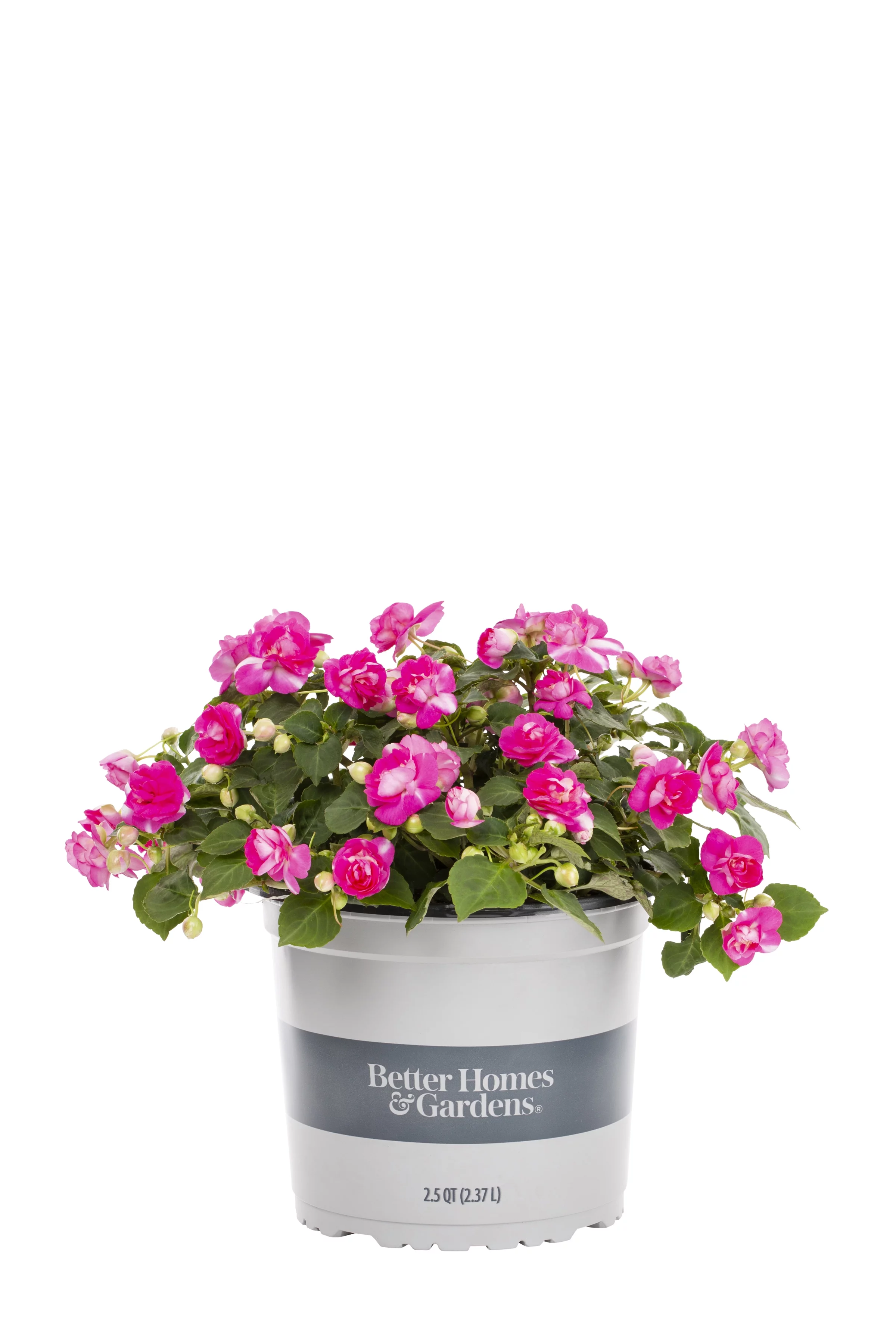 Better Homes & Gardens 3QT Multicolor Calibrachoa Mix Live Plants with Grower Pot