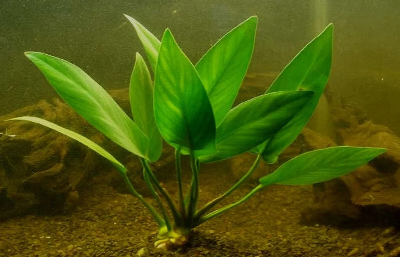 Anubias Hastifolia In 2