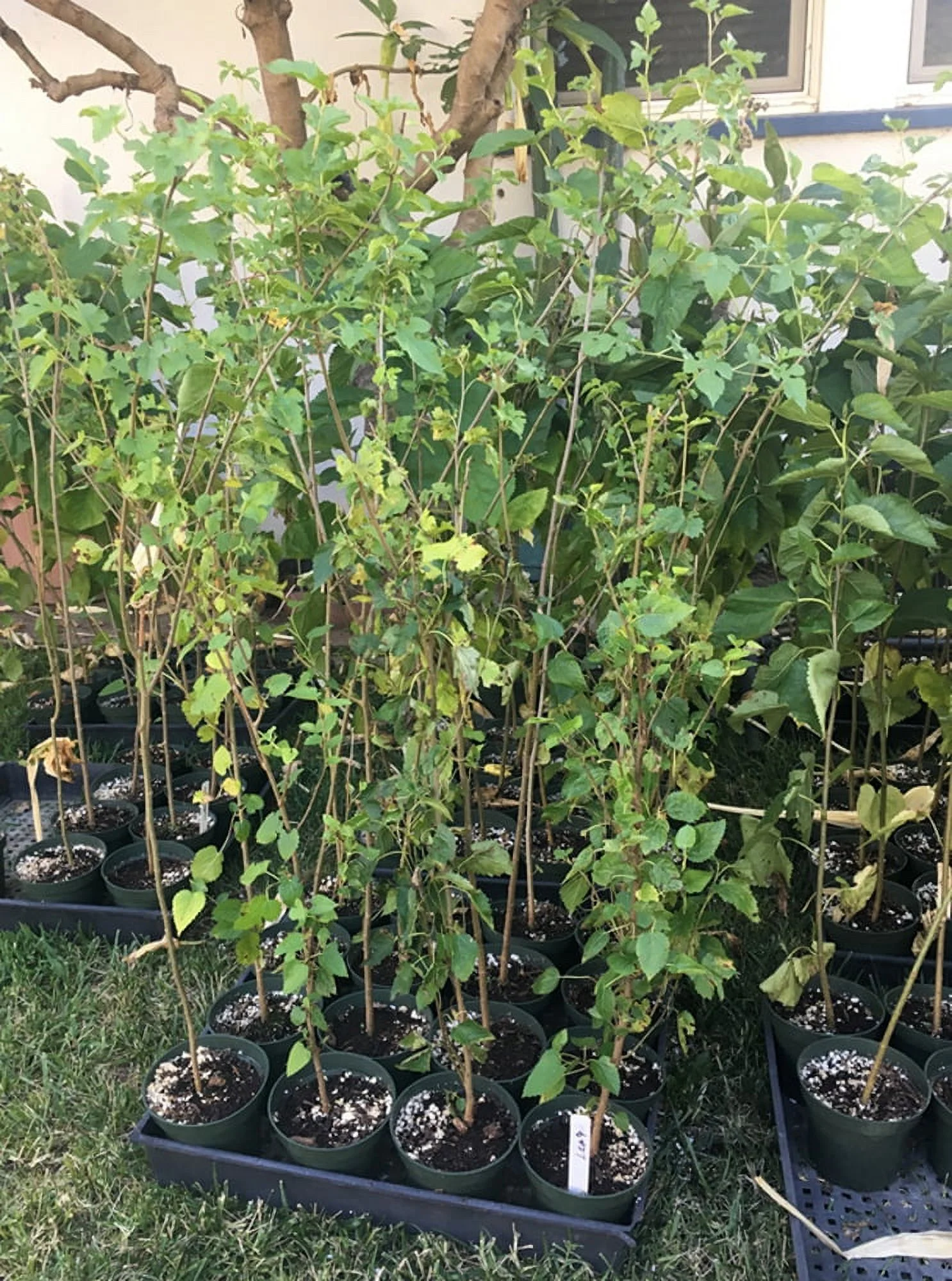 Pakistan Long Mulberry Tree - Live PLant - Long Mulberry Tree