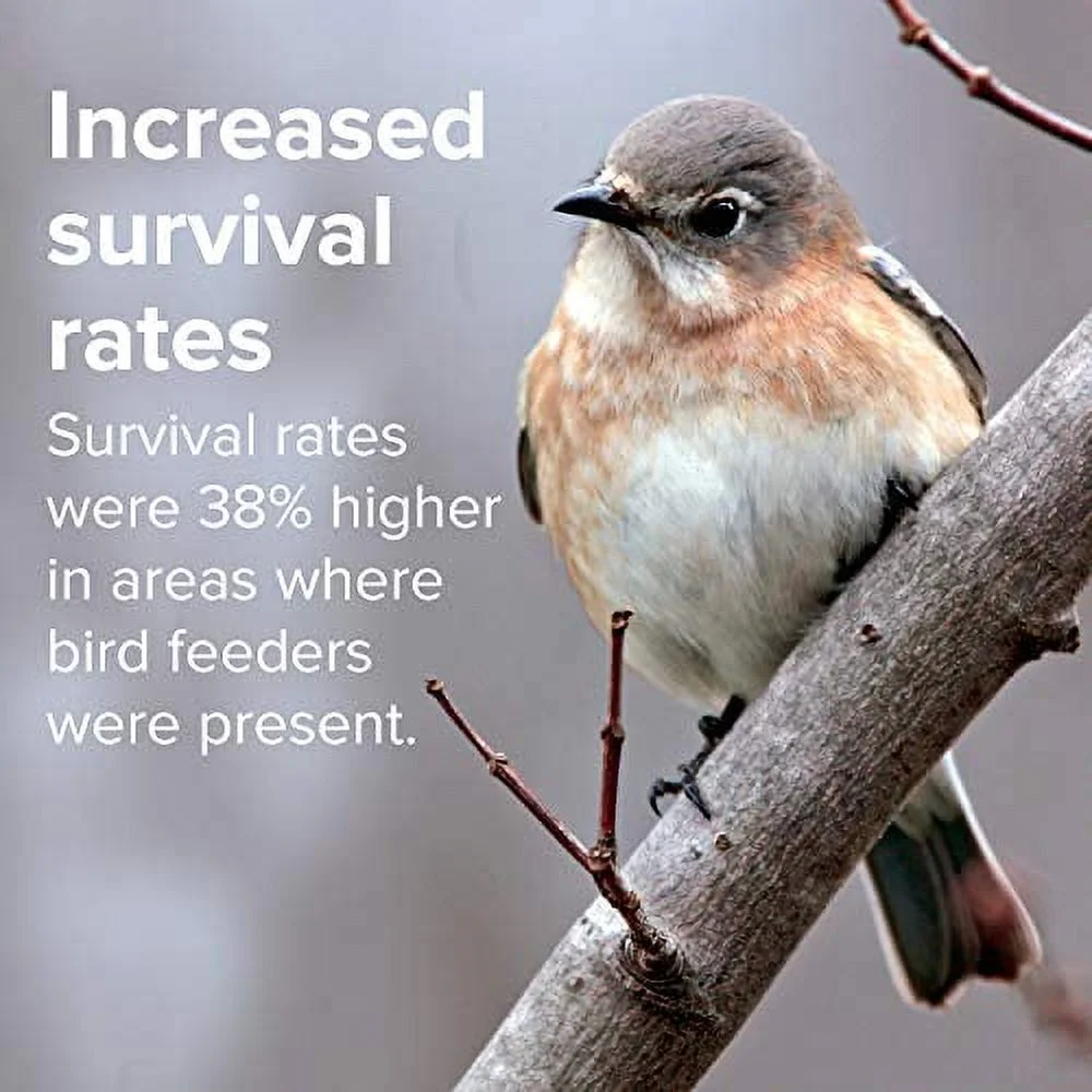 Blue Seal Premium Black Oil Sunflower Wild Bird Seed - High in Fat and Protein - 4 Pound Bag