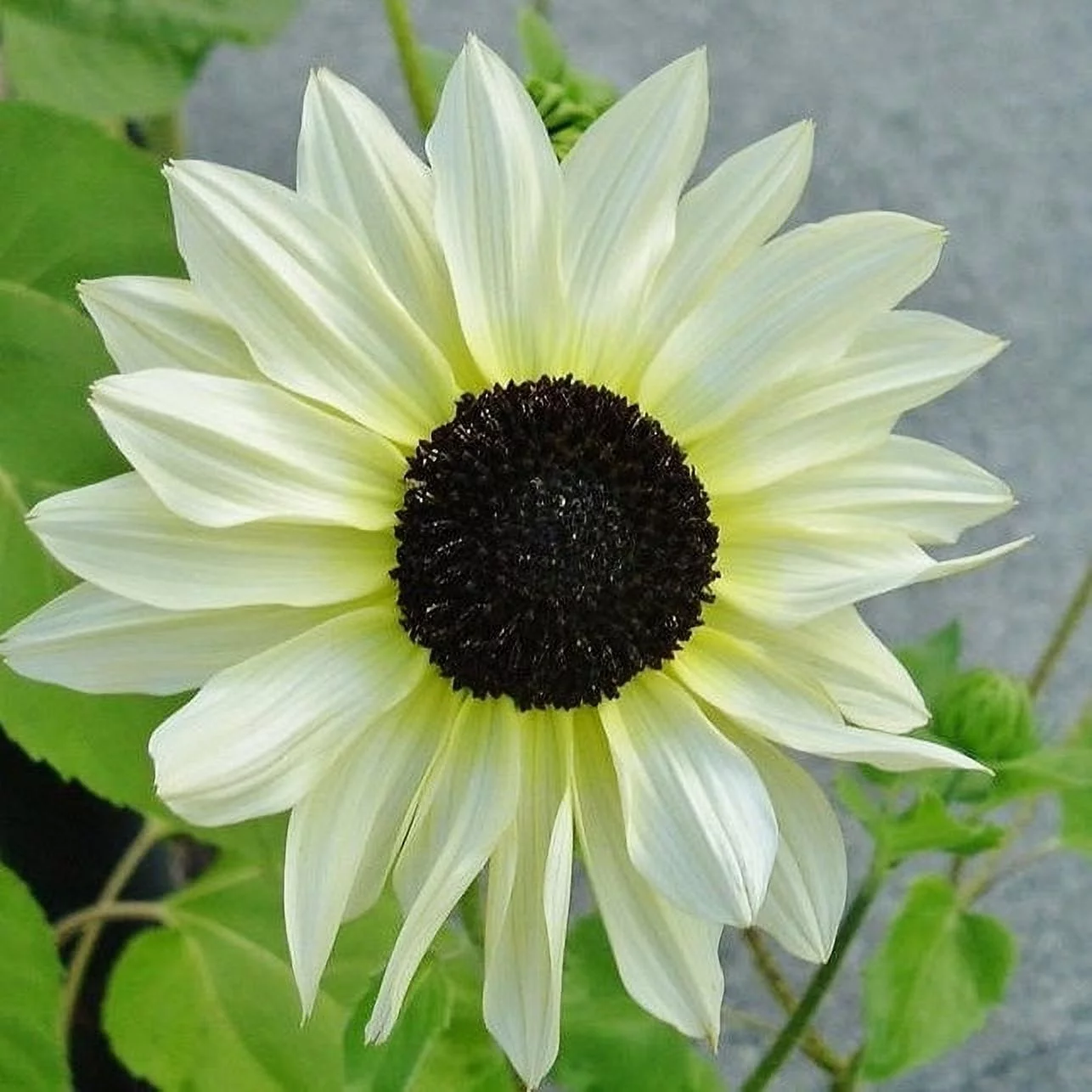 Sunflower Seeds - Italian White - 1 Ounce - Yellow Flower Seeds,  Heirloom Seed  Attracts Bees, Attracts Butterflies, Attracts Pollinators, Easy to Grow & Maintain, Edible, Cut Flower Garden