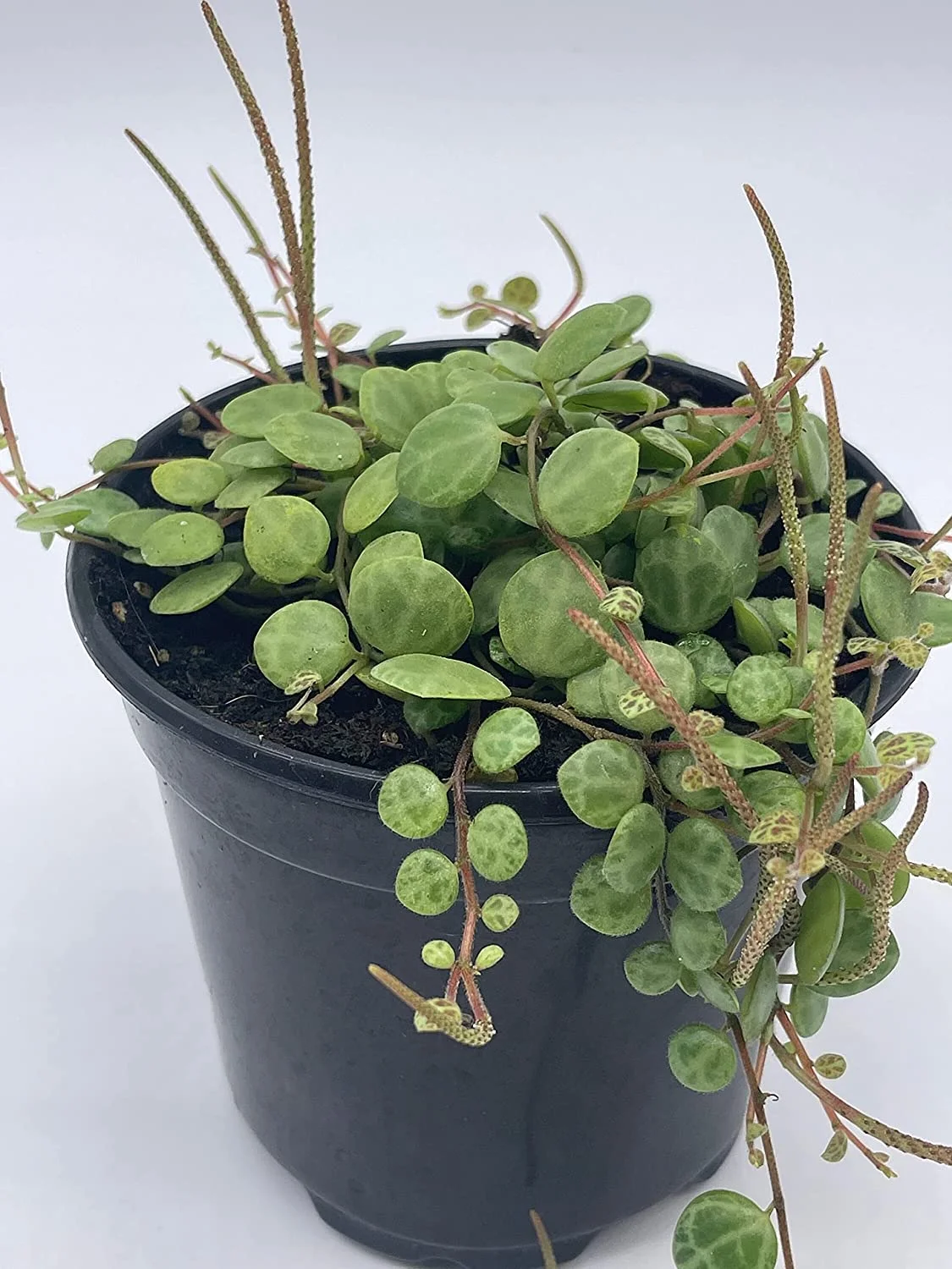 String of Turtles, Peperomia prostrata, Vining Plant, Live in a 4 inch Pot