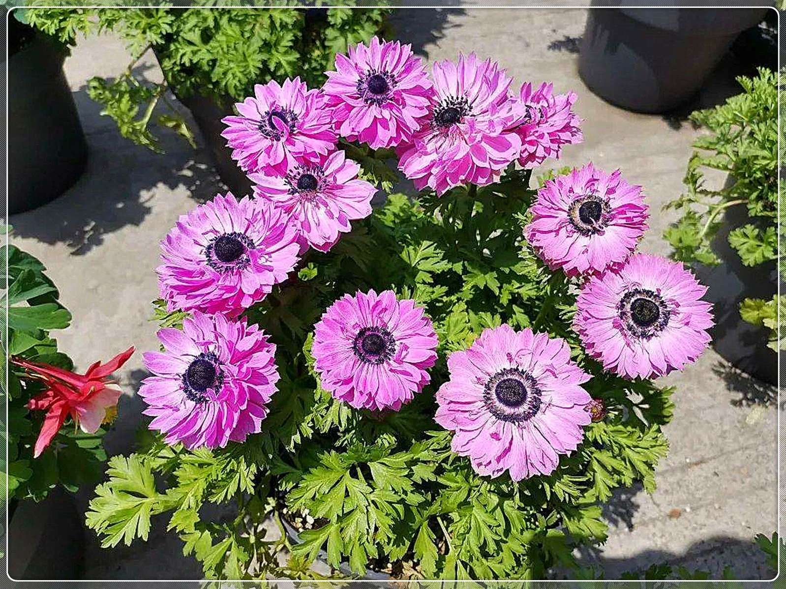 Anemone Bulbs, Garden Bulbs, Potted Plants, Garden Flowers, Quiet, Perennial Plants,Anemone Flower，Anemone Seeds For Sale