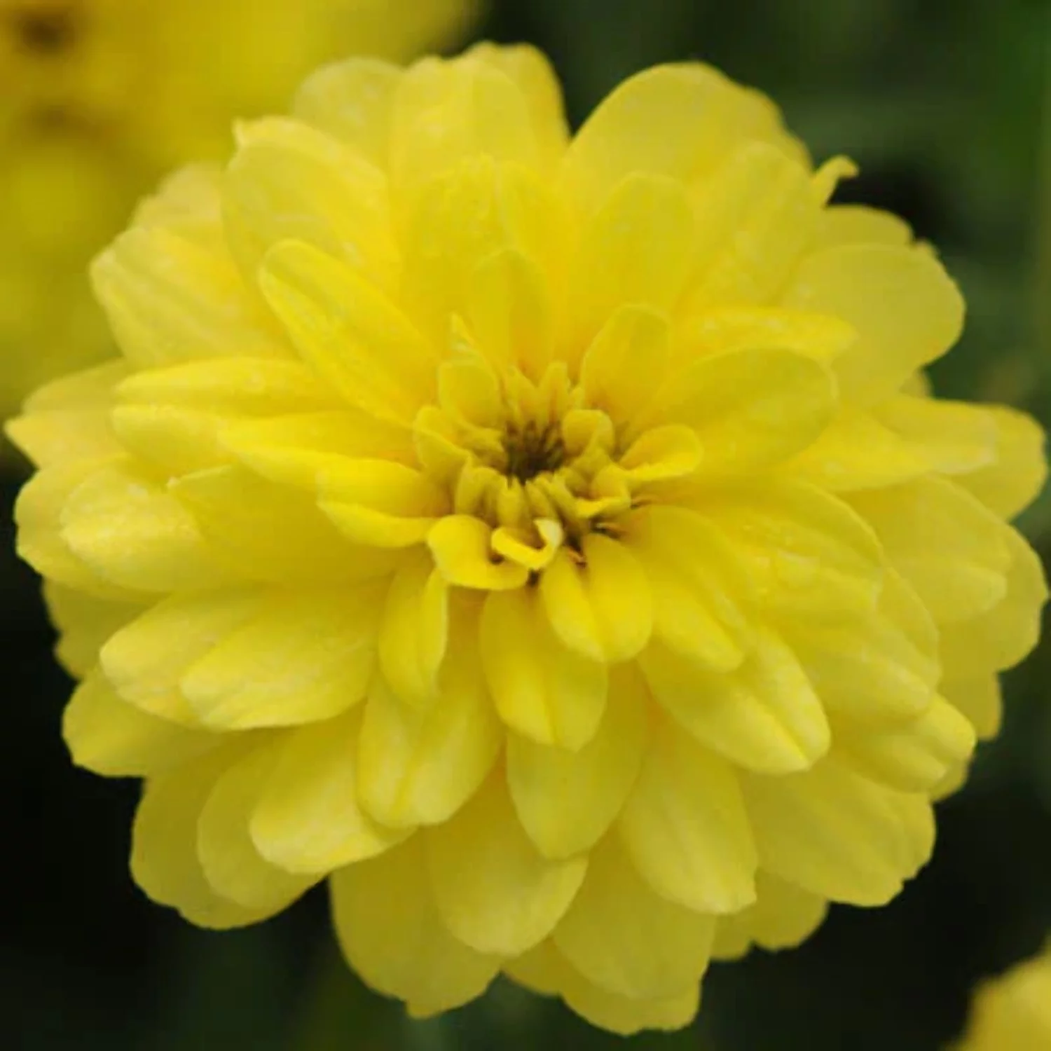 Zinnia Zahara Double Yellow Seed