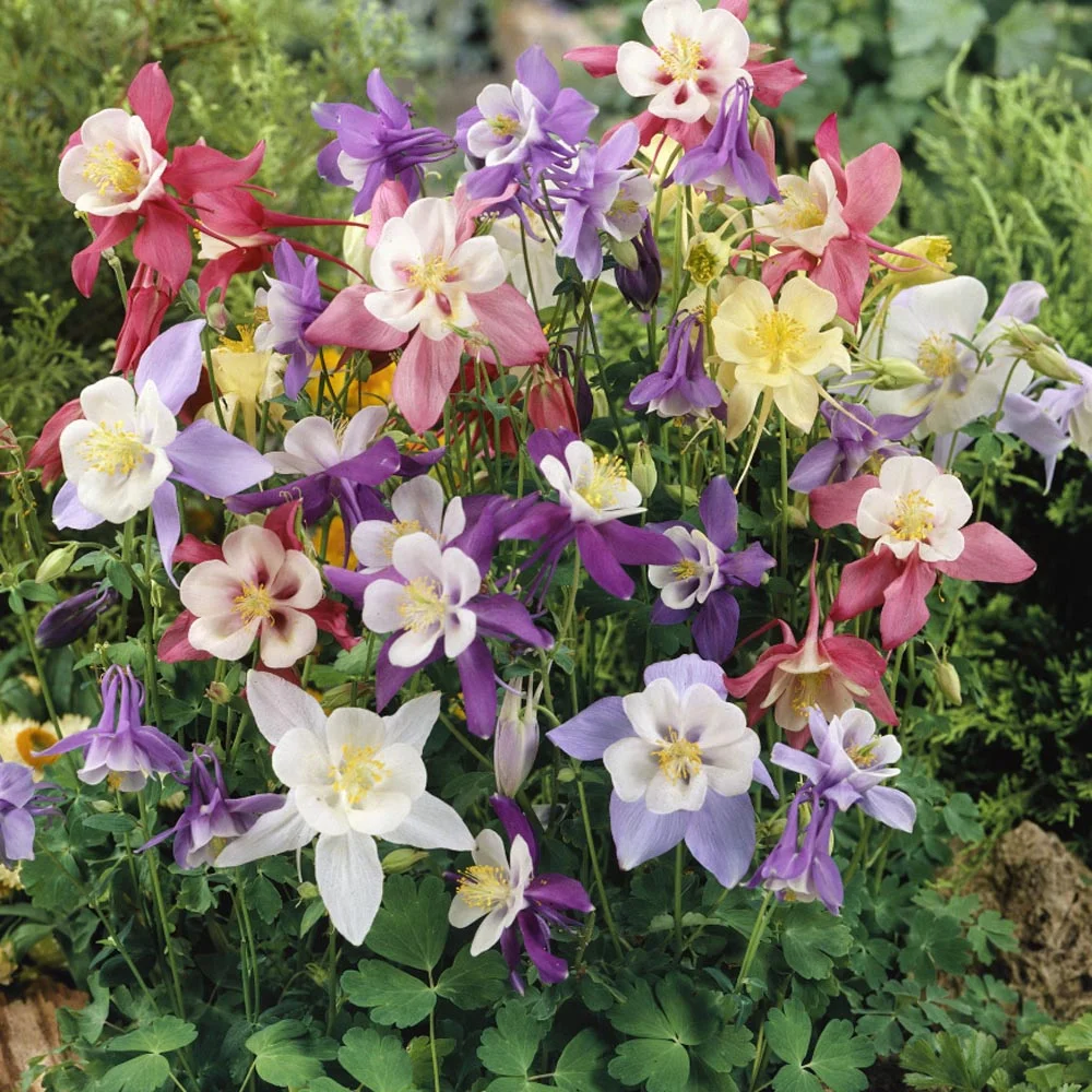 Columbine Seed - Aquilegia Caerulea Flower Seed Mix - 2000 Seeds