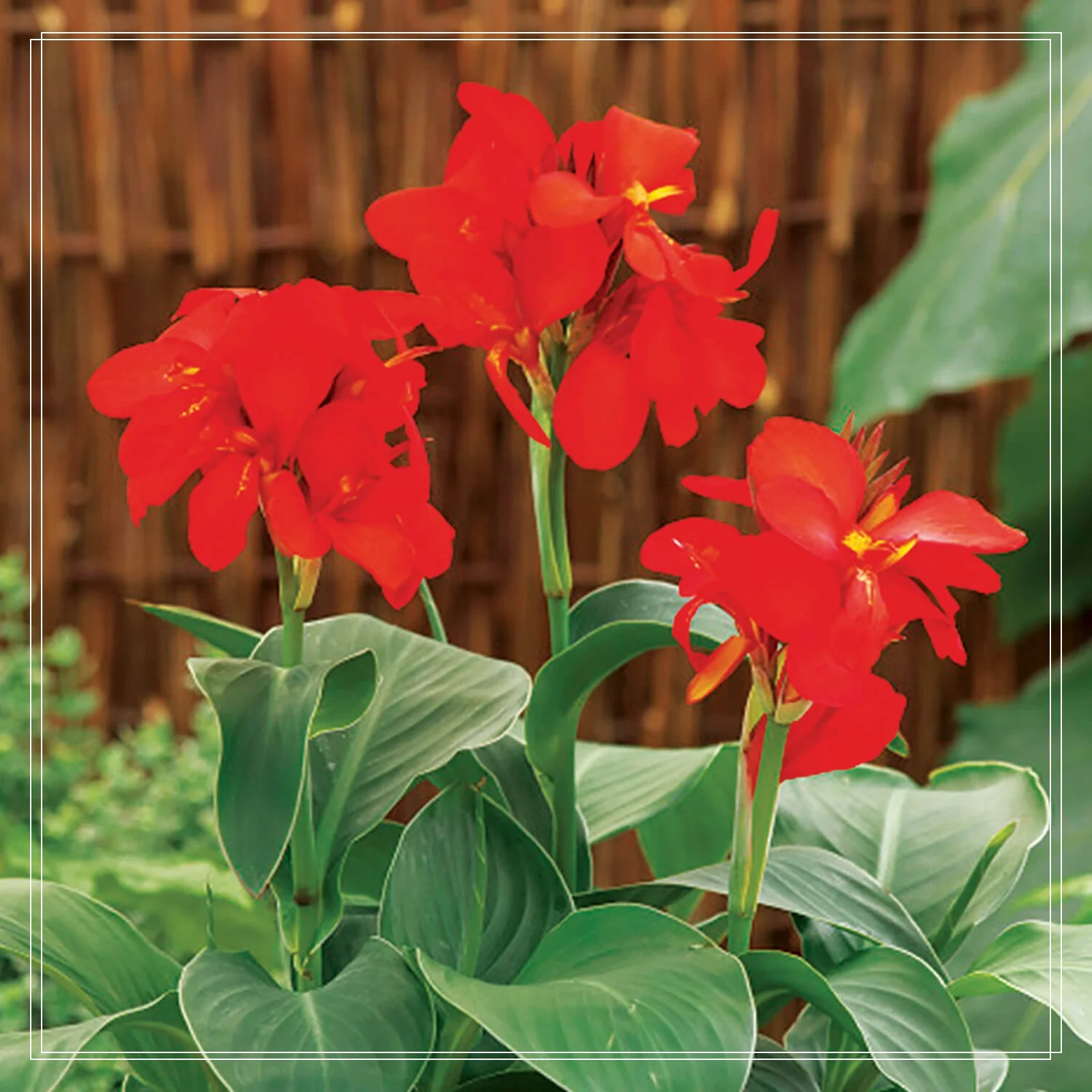 Canna Bulbs, Canna Lily Bulbs,Potted PlantCanna Lily Bulbs Giant,Canna Lily Roots, Park Street Greening. Canna Bulbs Giant,Dense Leaf Nodes Large, Large Beautiful Flowers With High Ornamental Value.