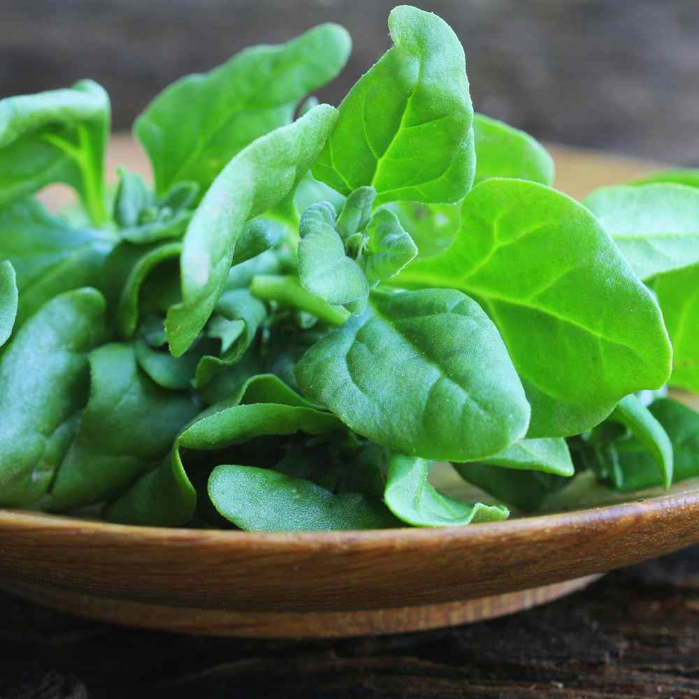 New Zealand Spinach Seeds - Everlasting Spinach Herb Seed - 400 Seeds