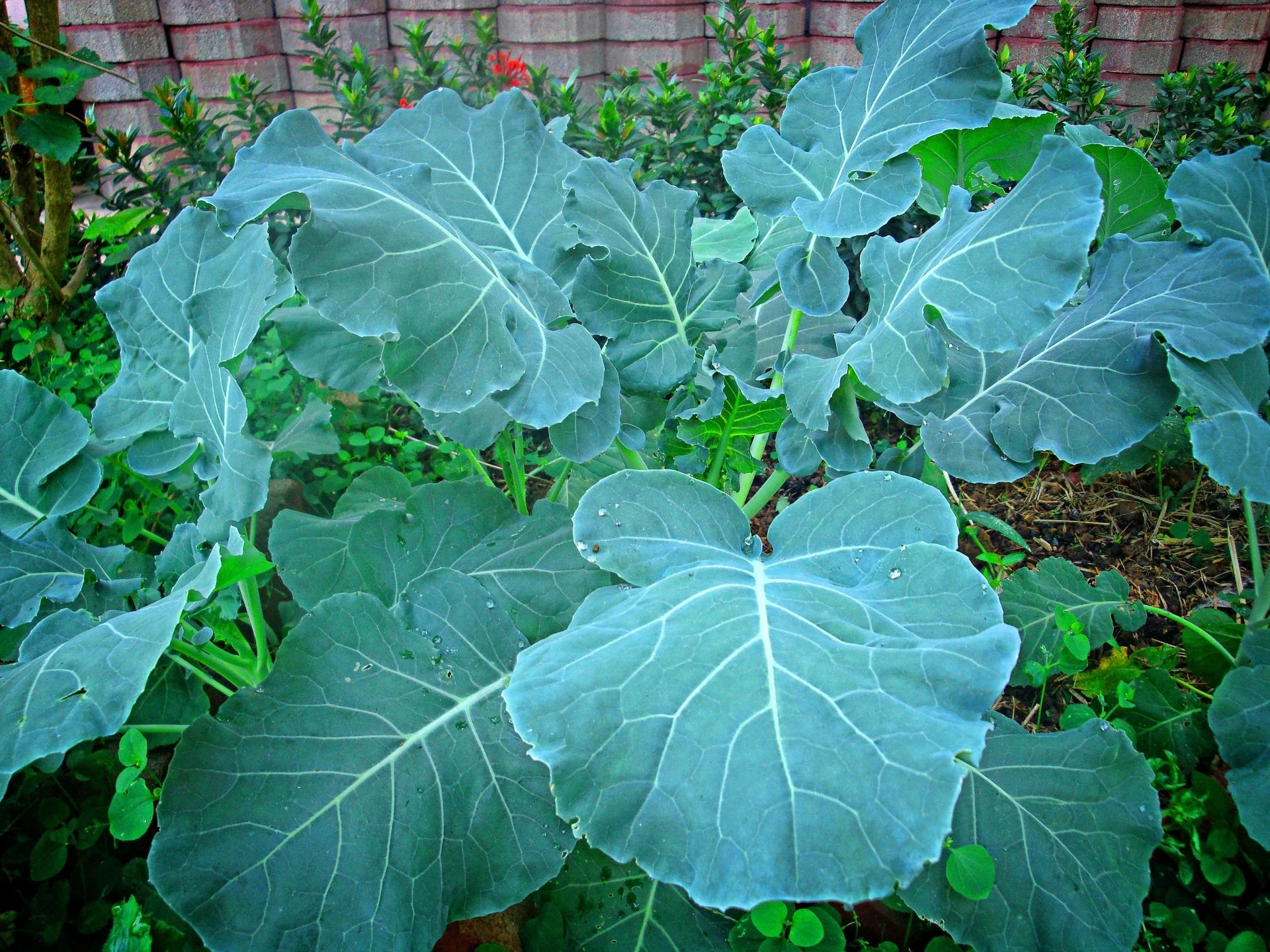 Georgia Southern Collards Seeds/Perennial/ Full Sun/ 176K Seeds 1lb/ Zellajake Farm and Garden - B29