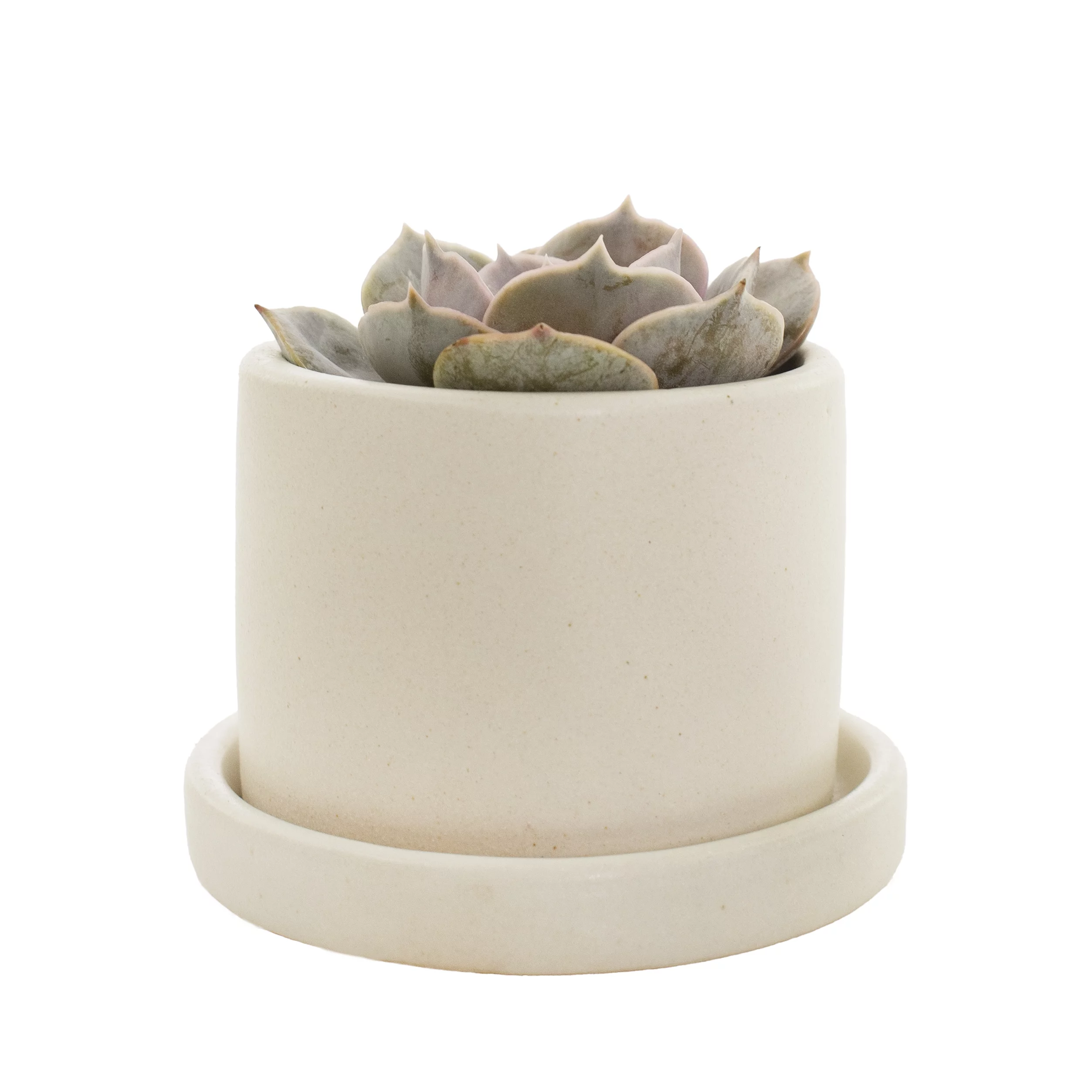 Plant with Purpose 2.5 in. Hyde Semi Matte Cream Ceramic Container with Saucer - 1 Piece
