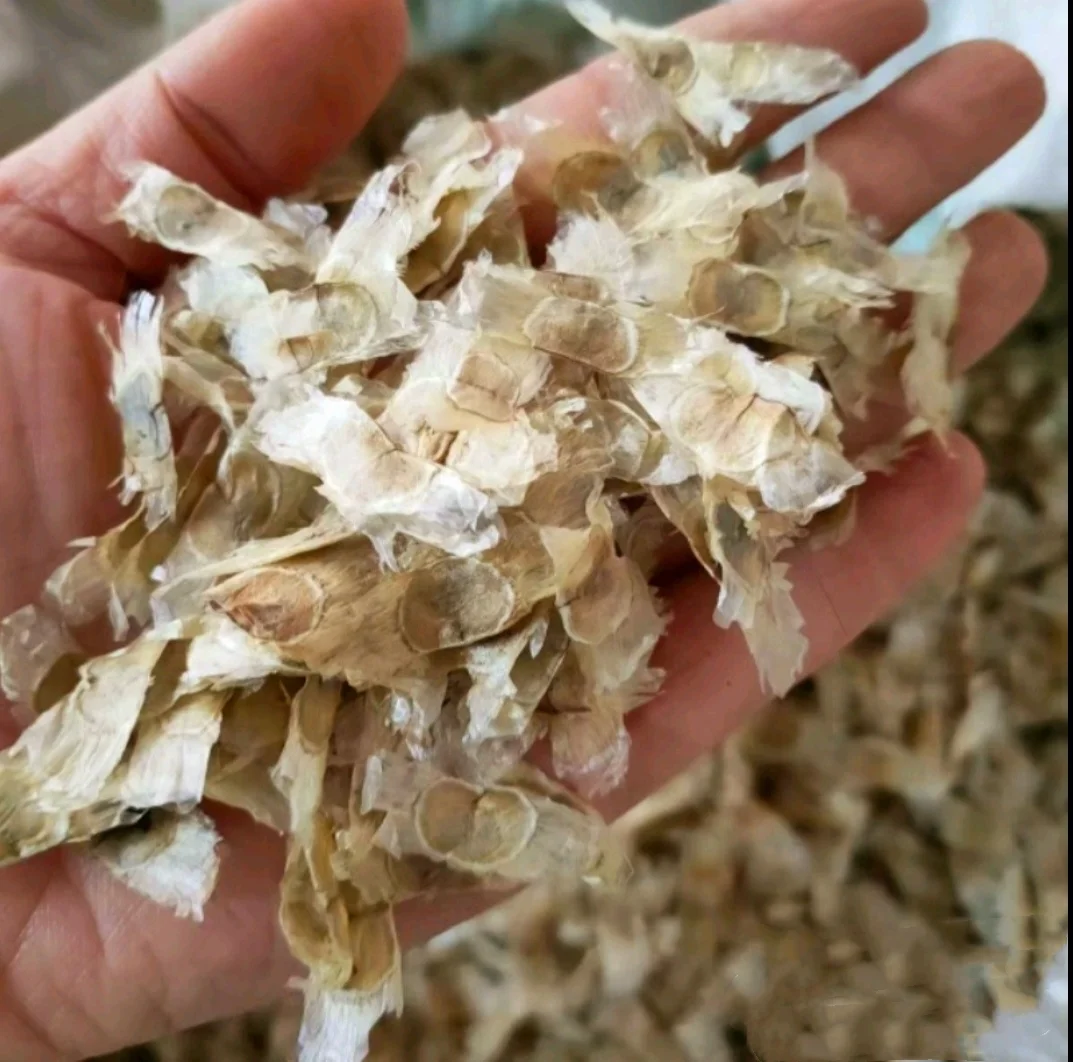 60 Seeds Golden Trumpet Handroanthus chrysotrichus Tabebuia Chrysantha Fresh 2024 Yellow