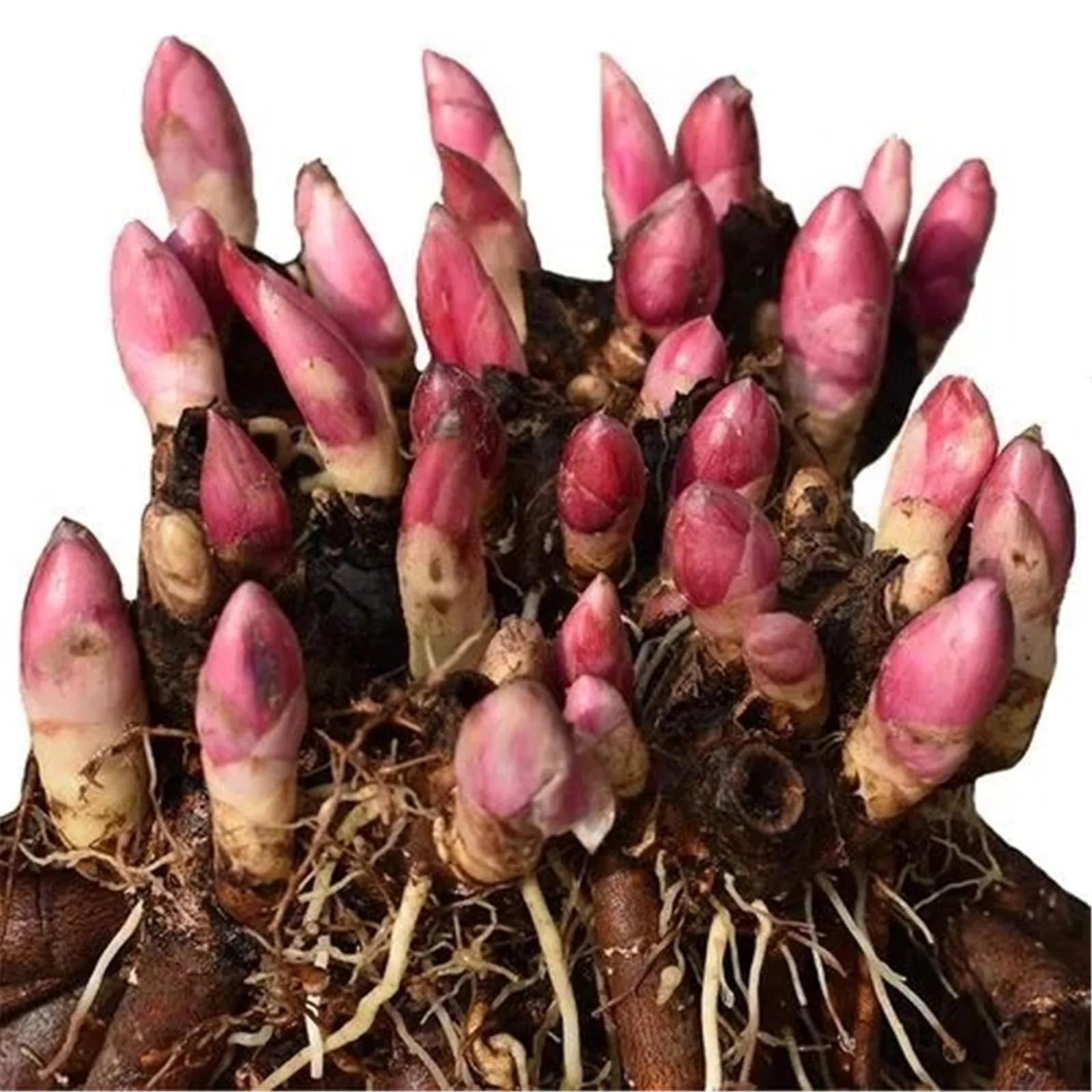 Peony bulbs for planting now,peony tree plants,peony flowers plant