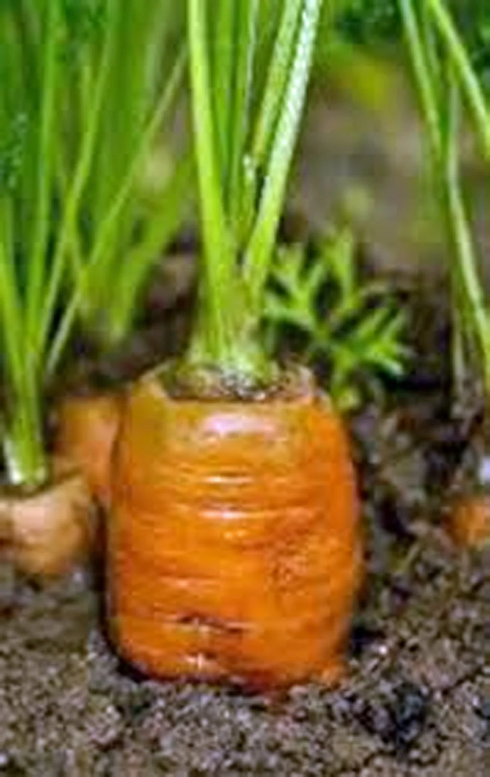 Carrots, Danvers 126, Heirloom, Grown 200 Seeds, Tasty, Country Creek Acres Brand