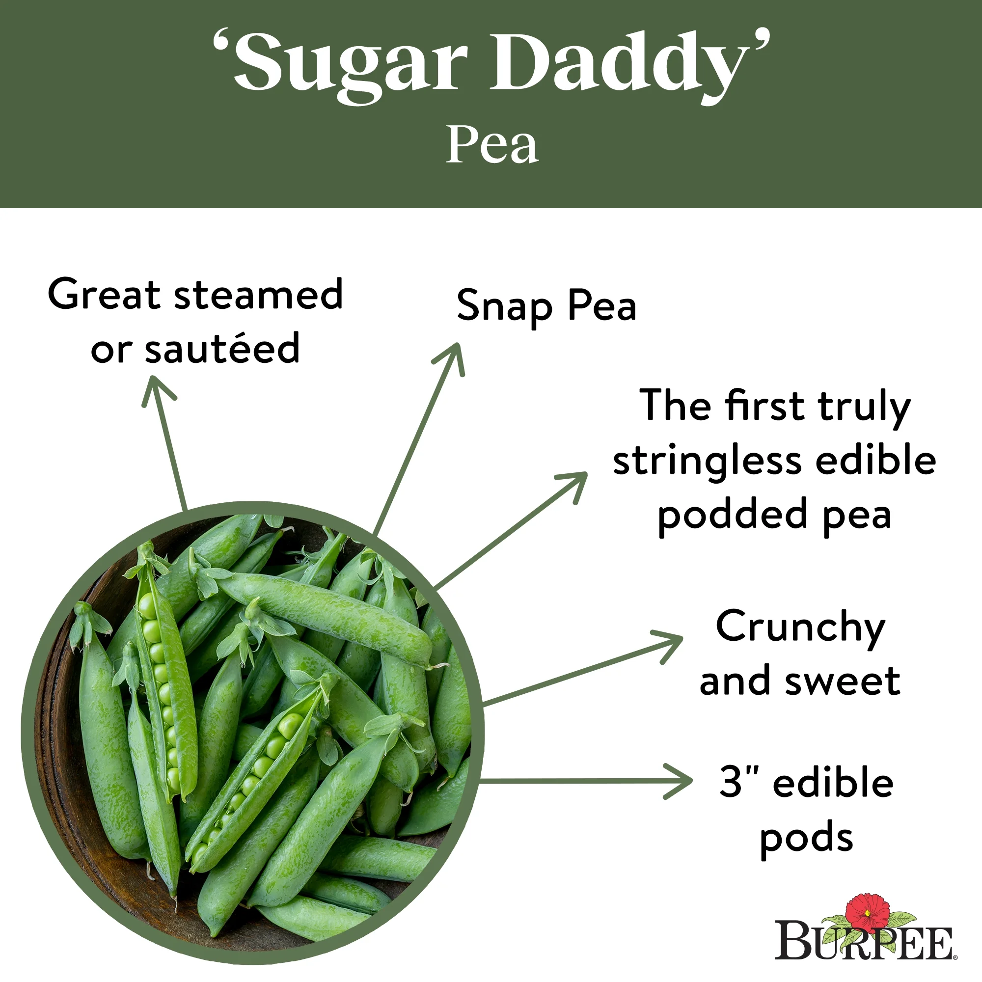 Burpee Sugar Daddy Pea Seeds - Non-GMO, Snap Pea, Heirloom Vegetable Gardening Seeds, 18.5g, 1-Pack