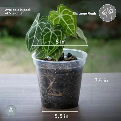 karenplantsplants™ 8