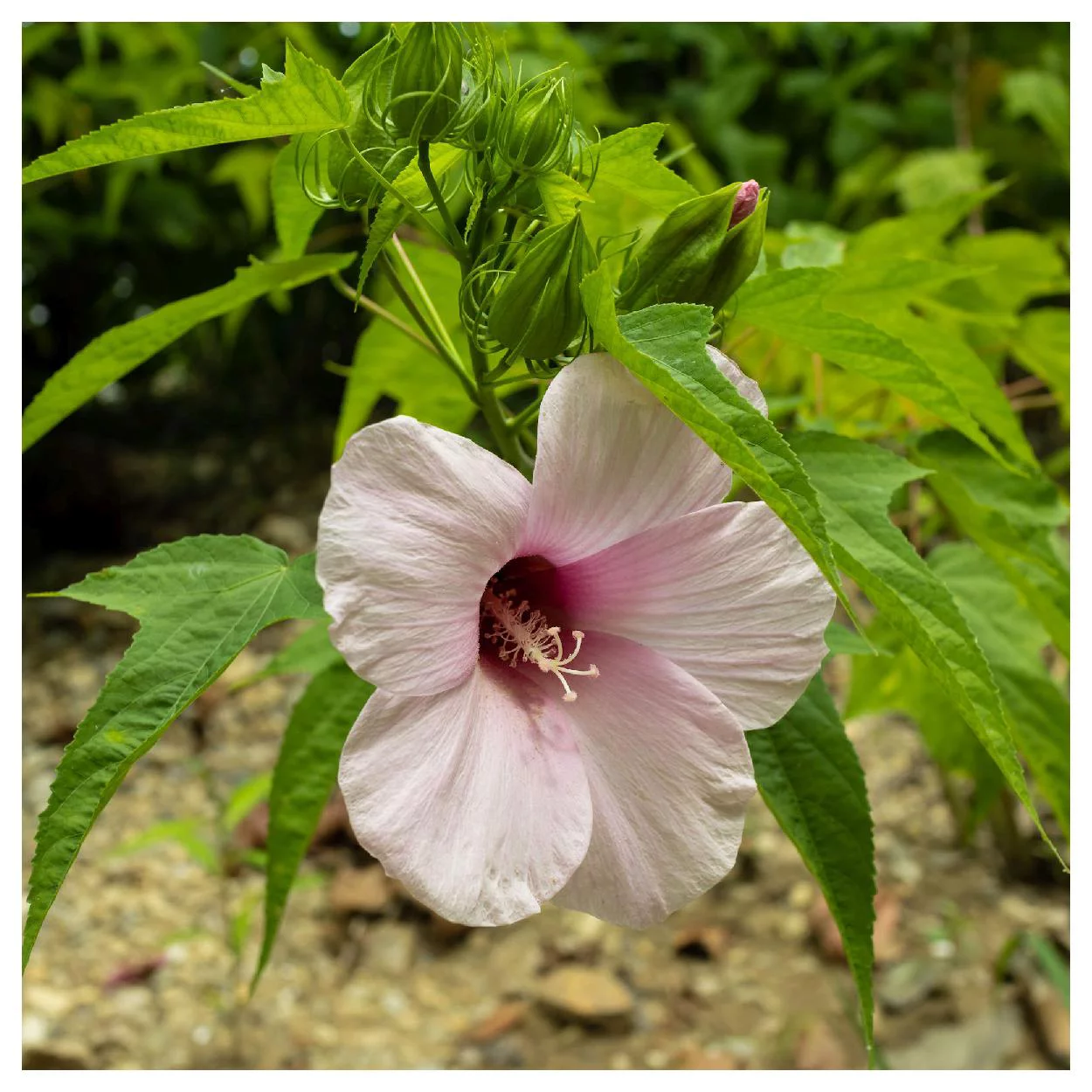 Everwilde Farms - 100 Rose Mallow Native Wildflower Seeds - Gold Vault Jumbo Bulk Seed Packet