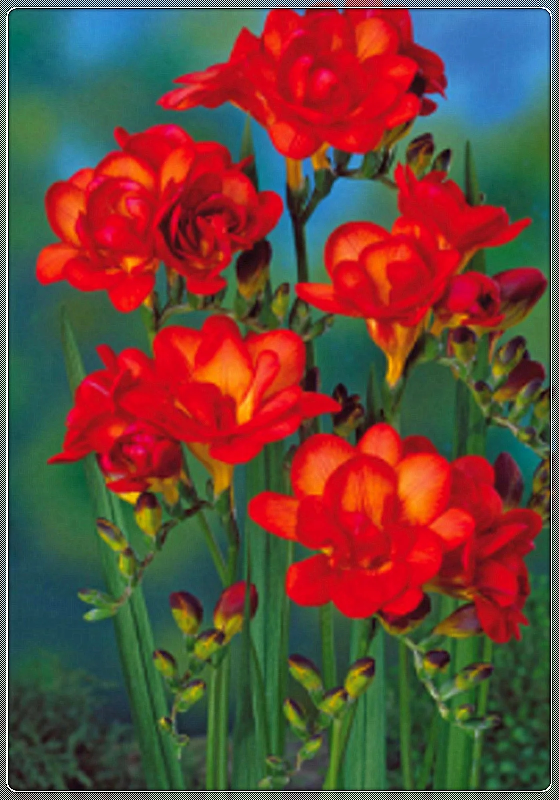 Freesia Bulbs, Beautiful Flower Shapes, Bulbous Flowers,Strong Fragrance, Blooming All Year Round, Freesia Bulbs Fragrant，Freesia Plant，Freesia Bulbs For Sale