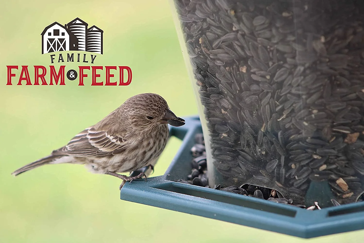 FAMILY FARM AND FEED , Four Season , Black Oil Sunflower Seed , 4 Pounds , Wild Bird Food , Backyard Songbird Sunflowers