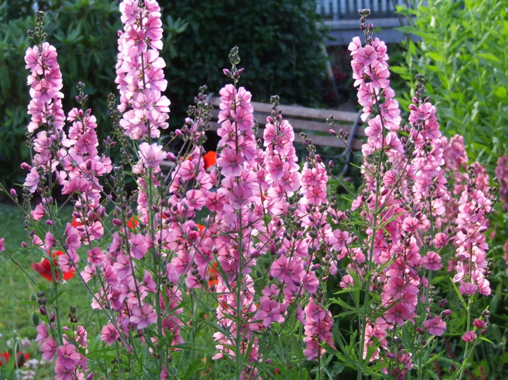 50 PINK CHECKERMALLOW Sidalcea Hendersonii Henderson's Checkerbloom Flower Seeds