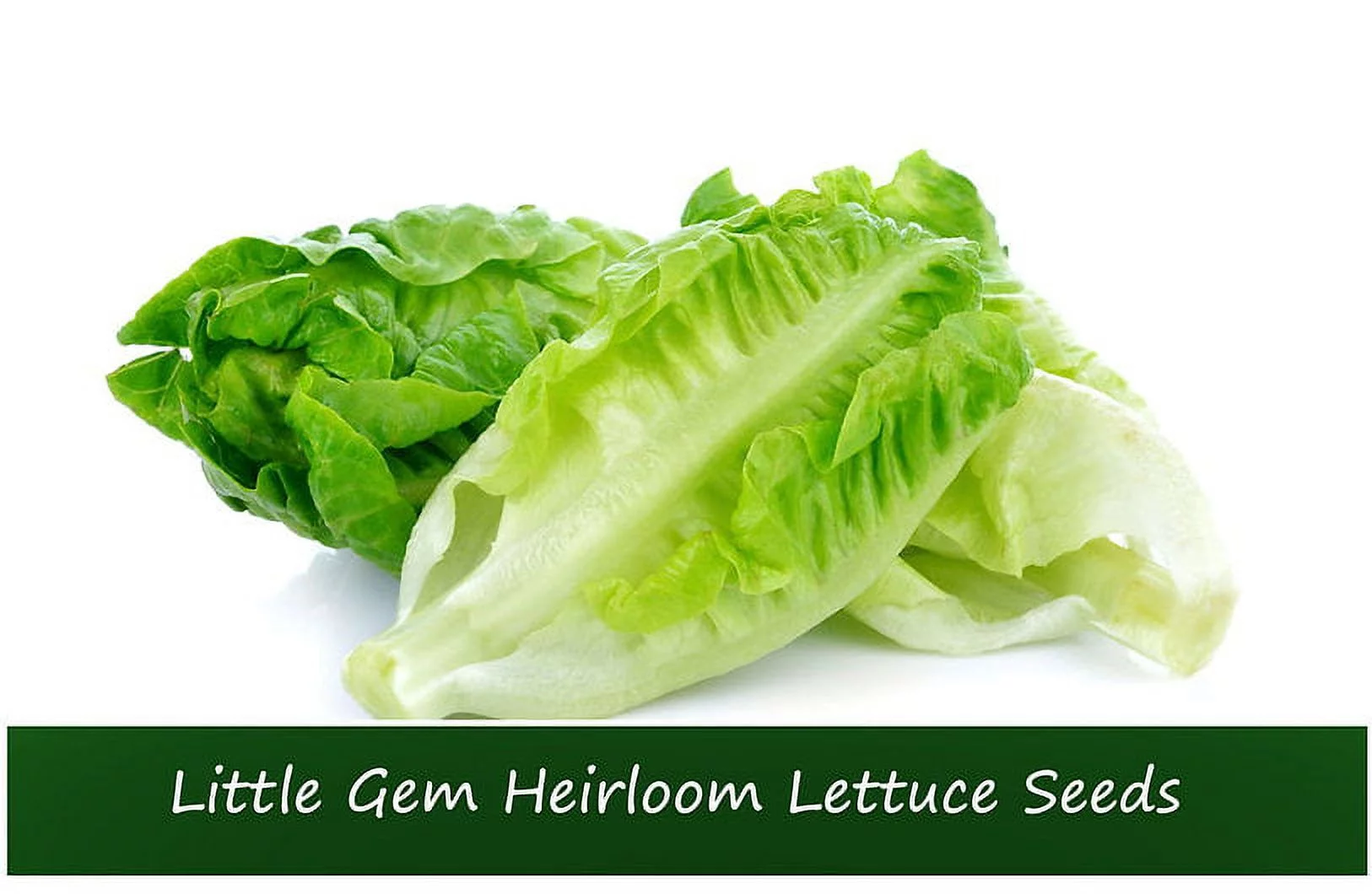 Vegetable Seeds- Little Gem Lettuce- 500 Seeds--Old English Heirloom -Tasty Sweet 4