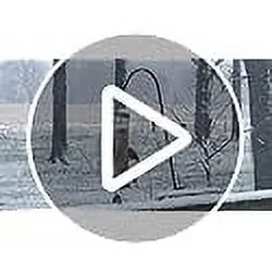 Blue Seal Premium Black Oil Sunflower Wild Bird Seed - High in Fat and Protein - 4 Pound Bag