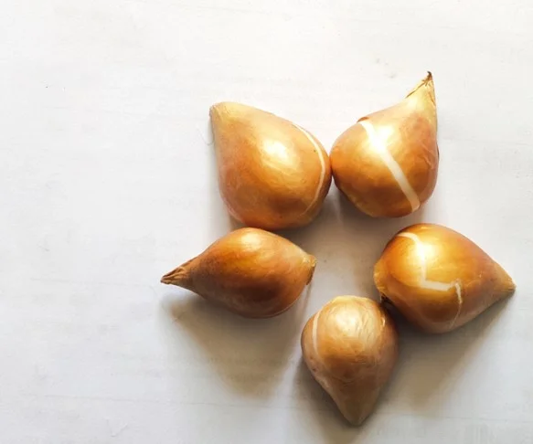 Tulip Bulbs For Sale Tulip Bulbs Bulk Tulip Bulbs Tulip Bulbs For Planting Perennial Courtyard Decoration