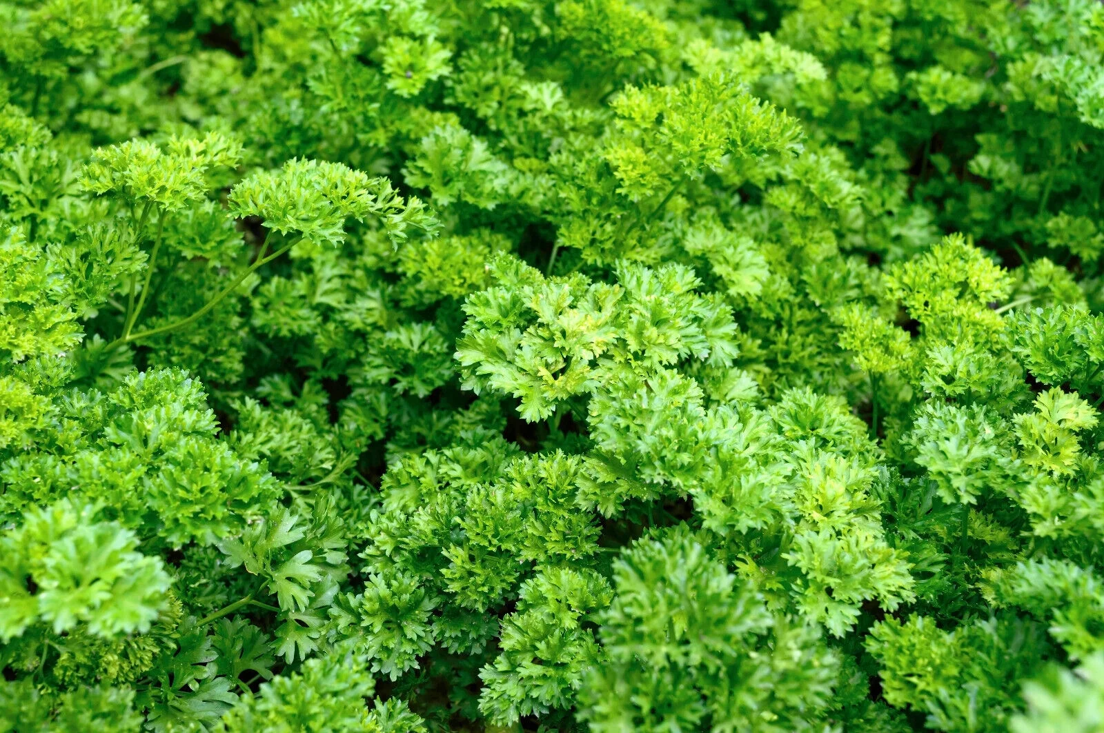 1500 TRIPLE CURLED PARSLEY Petroselinum Hortensis Herb Vegetable Seeds *Comb S/H