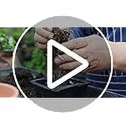 30 Red Maple Bonsai Tree Seeds - Made in USA, Ships from Iowa