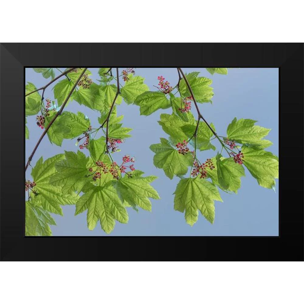 Mahan, Kathy 14x11 Black Modern Framed Museum Art Print Titled - Vine Maple II