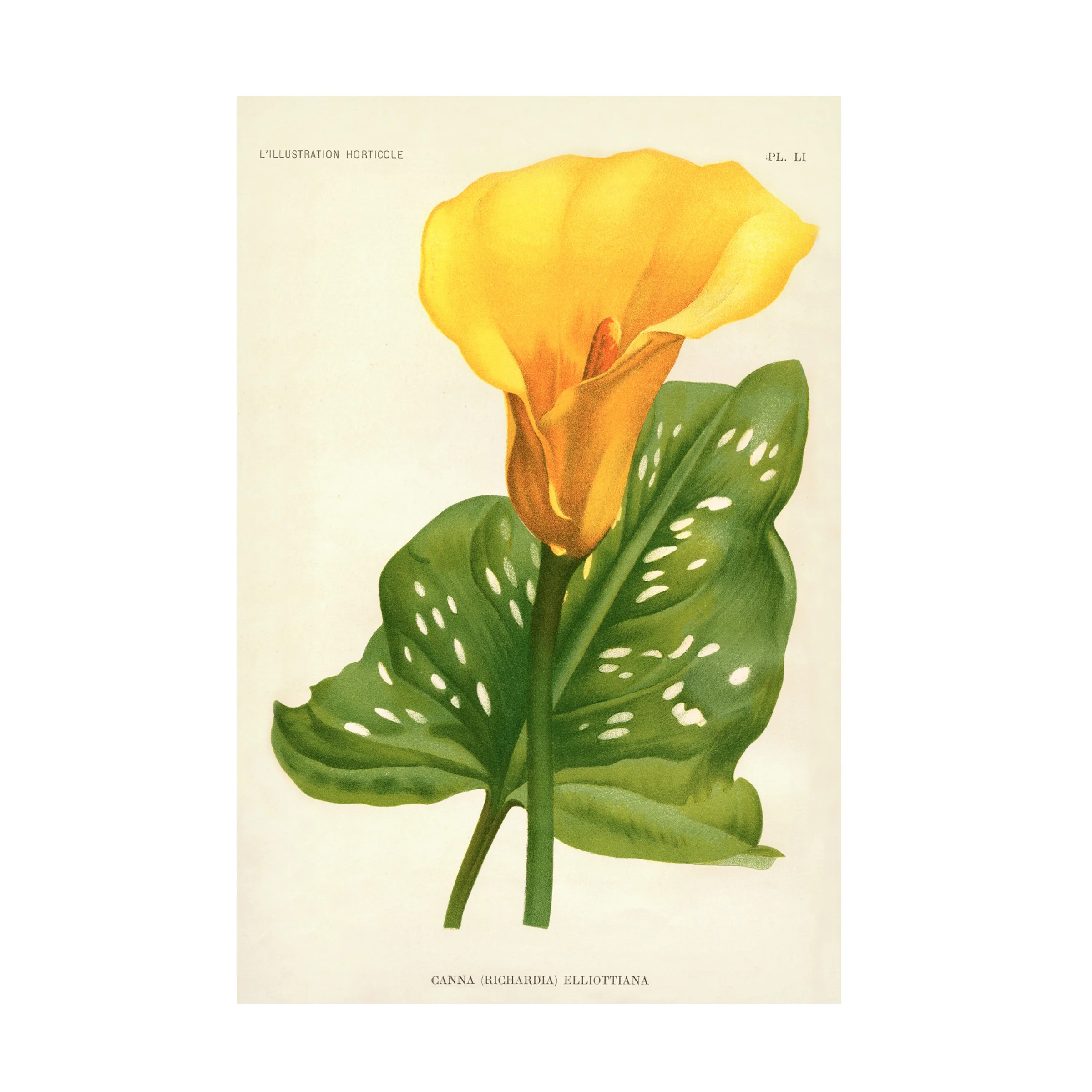Print Collection 'Yellow Canna Lily' Canvas Art
