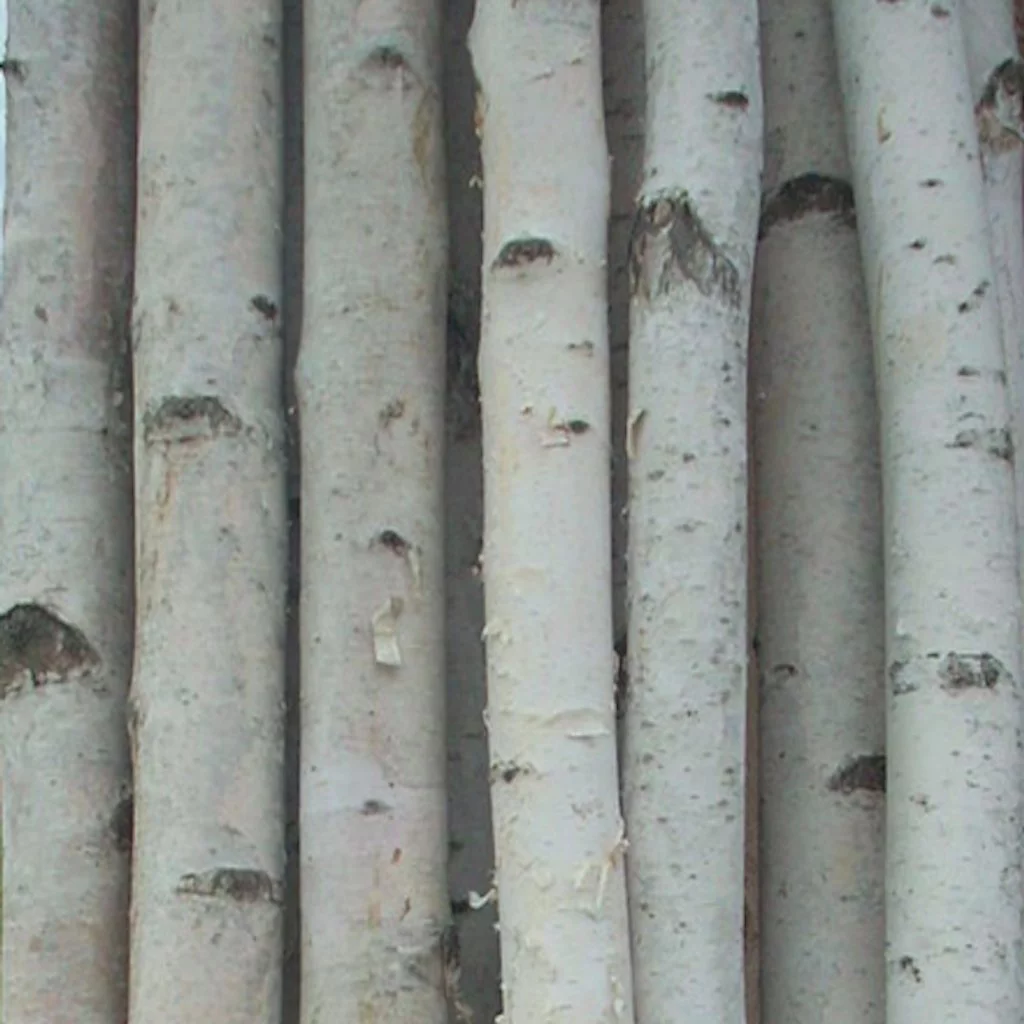 Four Thick White Birch Poles 6 Ft