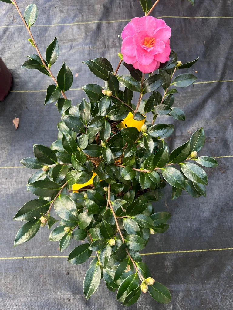 Pixies Gardens Shishi Gashira Dwarf Camellia Sasanqua 5 Gallon